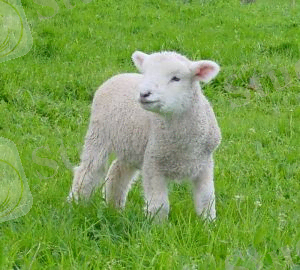 Lamb jam: 12th Avenue Grill celebrates spring with these seasonal babies – Eatizen Jane