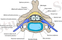 Cervical vertebra english.png