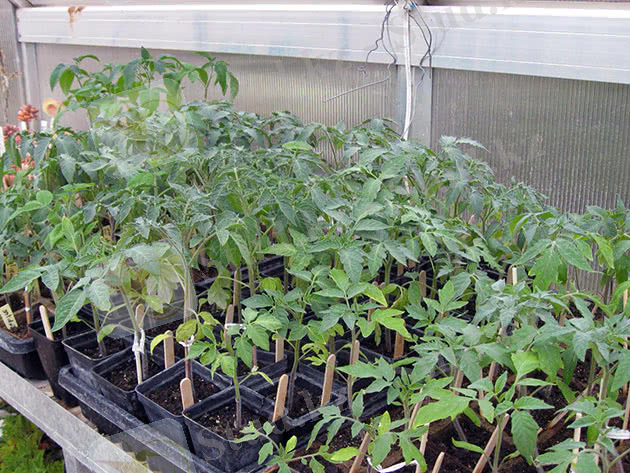 Выращивание рассады овощей