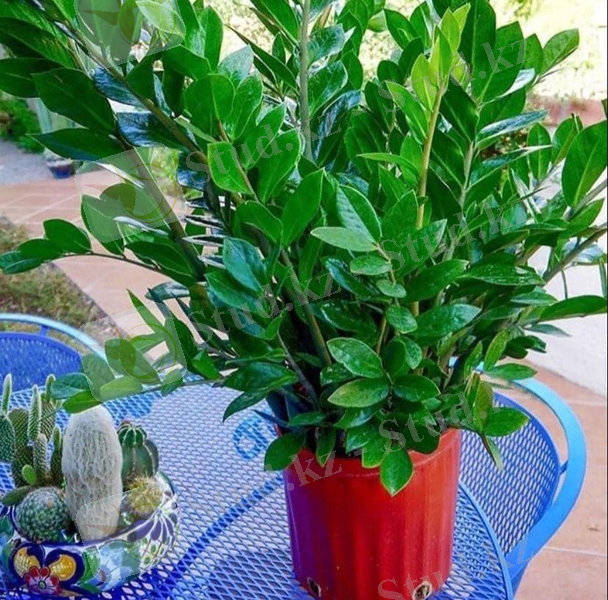 WhatsApp Image 2021-11-30 at 02.07.56.jpeg