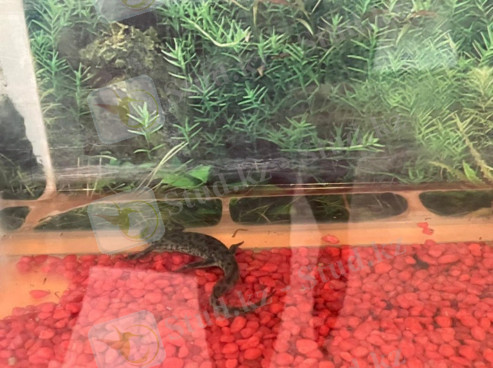 C:\Users\User\Desktop\тірі табиғат мүйісі жануарлар\IMG-20211020-WA0147.jpg