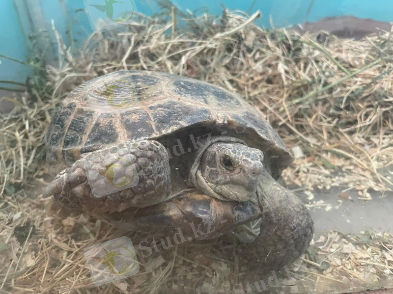 C:\Users\User\Desktop\тірі табиғат мүйісі жануарлар\IMG-20211020-WA0269.jpg