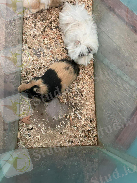 C:\Users\User\Desktop\тірі табиғат мүйісі жануарлар\IMG-20211020-WA0277.jpg