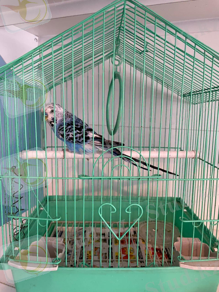 C:\Users\User\Desktop\тірі табиғат мүйісі жануарлар\IMG-20211020-WA0279.jpg