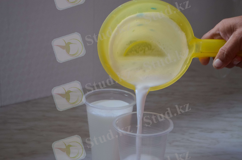 Жаңадан сауылып көбіршіп тұрған саумал