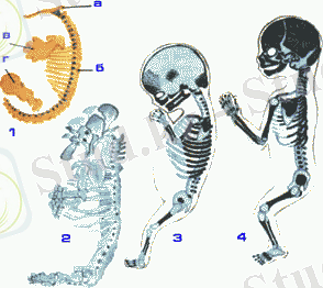росто костей развитие скелета
