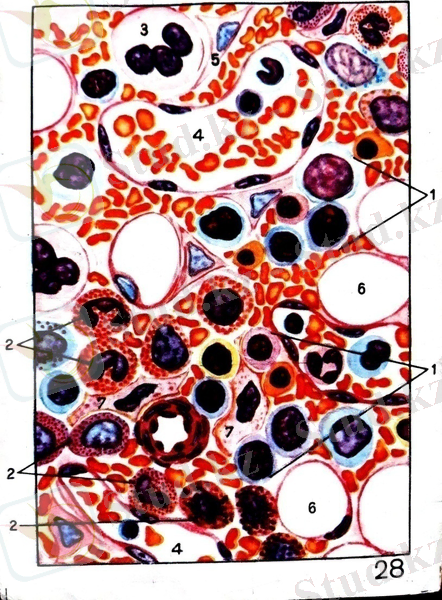 C:\Users\USER\Desktop\Кроветворная и иммуннаясистема\Рисунок 1.jpg