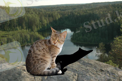 Рис. 11. Создана заготовка для тени