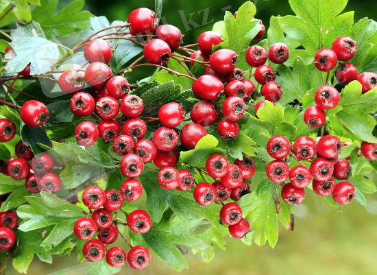 Боярышник: полезные свойства. Как заваривать и пить. Купить боярышник в магазине Еда-Природа.