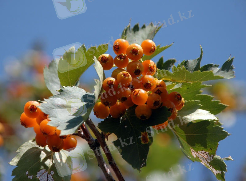 Боярышник алтайский / Энциклопедия растений / Асиенда.ру
