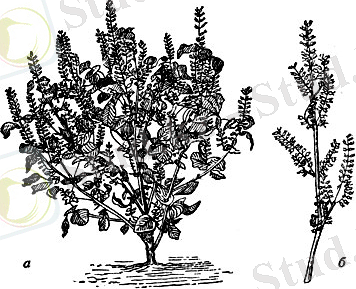 Перилла: а - общий вид растения; б - соцветие