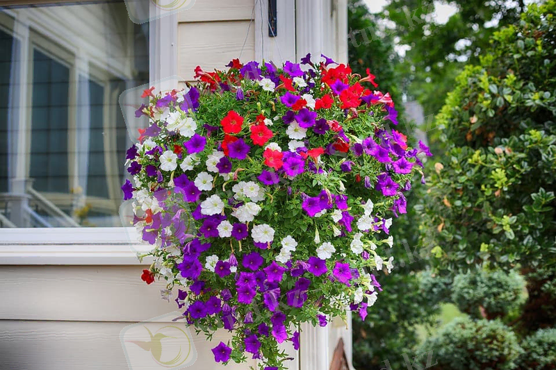 petunia-2396610_960_720_2018-09-17_09-12-40