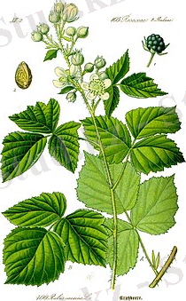 https://upload.wikimedia.org/wikipedia/commons/thumb/3/3b/Illustration_Rubus_caesius0_clean.jpg/220px-Illustration_Rubus_caesius0_clean.jpg
