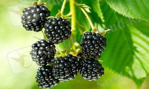 Какие витамины в ежевике?