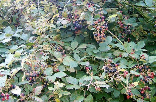 Ежевика в дикой природе