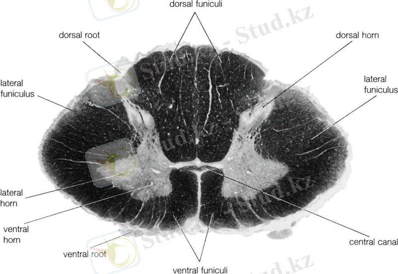 human nervous system - The spinal cord | Britannica