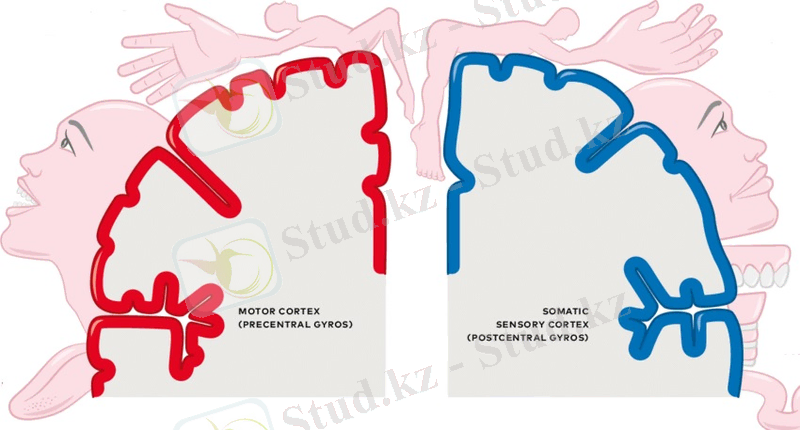 C:\Users\TS\Pictures\картинки 2 том\мотор гомункул.jpg