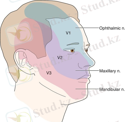 C:\Users\TS\Pictures\картинки 2 том\тригемини.jpg