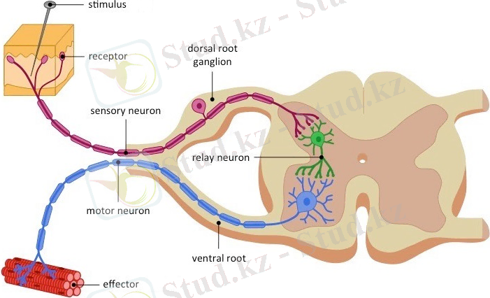 C:\Users\TS\Pictures\картинки 2 том\рефлекторная дуга.jpg