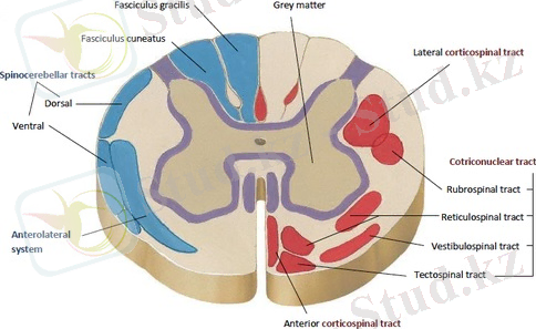 C:\Users\TS\Pictures\картинки 2 том\тракты спинного мозга.jpg