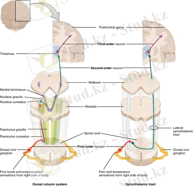 Сол жақ панель дорсальды баған жүйесін және оның миға қосылуын көрсетеді. Оң жақ бағанда жұлын-таламус жолы және оның мимен байланысы көрсетілген.
