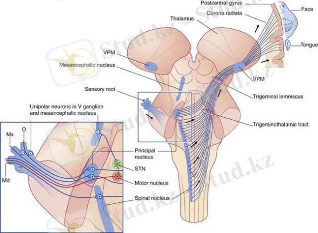 C:\Users\TS\Pictures\картинки 2 том\тройничный.jpg