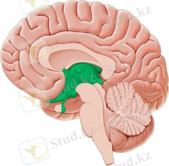 C:\Users\TS\Pictures\картинки 2 том\диэнцефалон.jpg