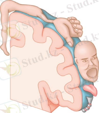 C:\Users\TS\Pictures\картинки 2 том\гомункулюс.jpg