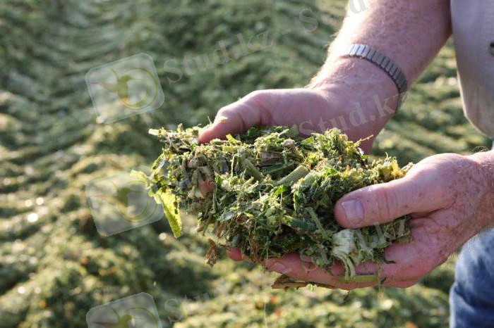 Сүрлем: сақтау технологиясы және ережелері