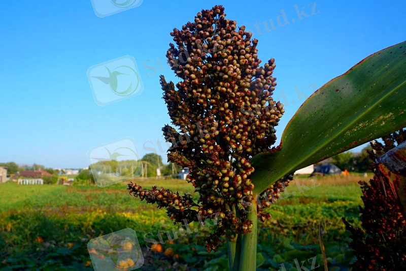 Зерновое сорго — как выращивать и использовать? Как обмолотить и что приготовить? Сорта, фото — Ботаничка.ru