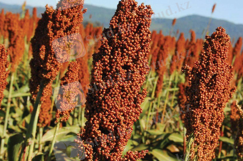 Сорго сахарное (около 300 семян).