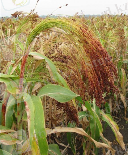 Сорго веничное