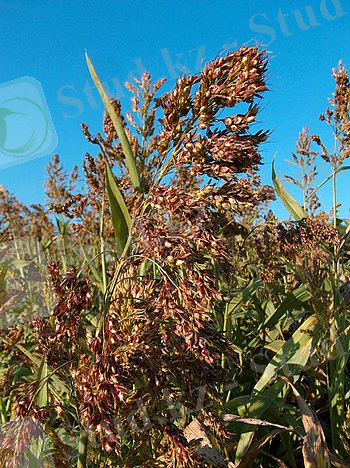 Суданская трава — Википедия