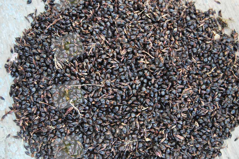 Сахарное сорго – можно вываривать сахарный сироп