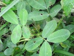 花生叶子长黑斑是什么病？花生叶斑病，应正确识别病害及综合防控_科普中国网