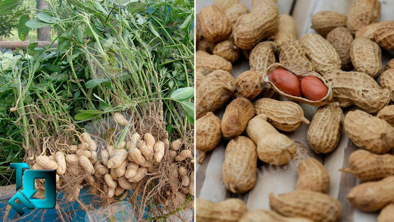 ВЫ ДАЖЕ НЕ ДОГАДЫВАЕТЕСЬ КАК ОНИ РАСТУТ - YouTube