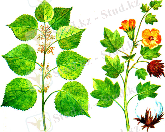 Волокнистые растения: слева - рами; справа - хлопчатник