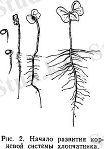 Корневая система хлопчатника