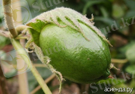Хлопчатник древовидный / Энциклопедия растений / Асиенда.ру
