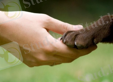 Заражение возможно при контакте с домашними животными