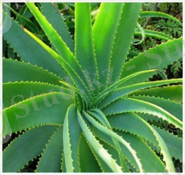 0c0c3b6e2d152e2b272b9199fbe4fea3