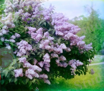 Legendy_proiskhozhdeniya_cvetov49