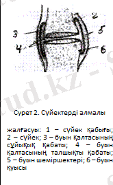 C:\Users\Коси\Desktop\суйек3.png