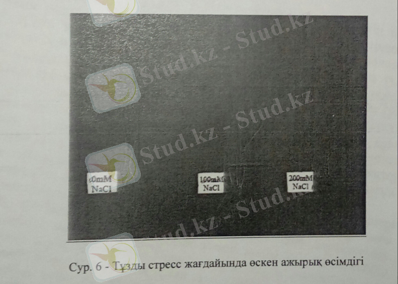 C:\Users\User\AppData\Local\Microsoft\Windows\Temporary Internet Files\Content.Word\31 бет.jpg