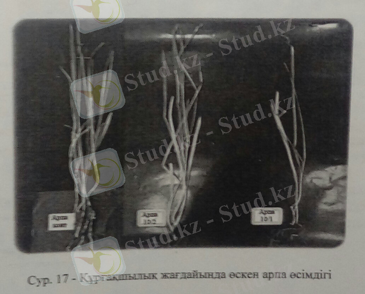 C:\Users\User\AppData\Local\Microsoft\Windows\Temporary Internet Files\Content.Word\39бет2.jpg