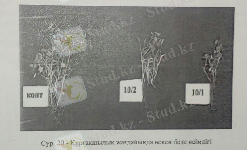 C:\Users\User\AppData\Local\Microsoft\Windows\Temporary Internet Files\Content.Word\41бет.jpg