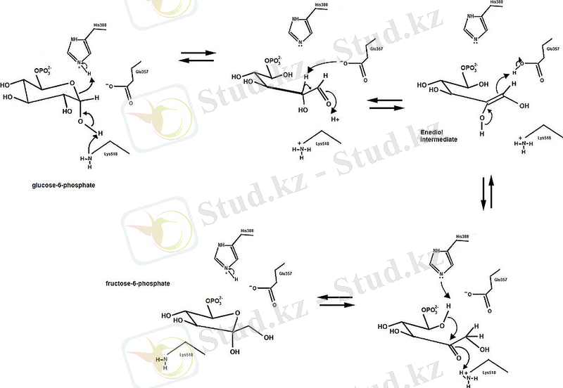 https://upload.wikimedia.org/wikipedia/en/thumb/2/2c/Phosphoglucose_Isomerase_Mechanism.jpg/1024px-Phosphoglucose_Isomerase_Mechanism.jpg