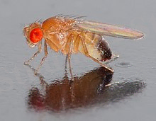 https://upload.wikimedia.org/wikipedia/commons/thumb/4/4c/Drosophila_melanogaster_-_side_%28aka%29.jpg/220px-Drosophila_melanogaster_-_side_%28aka%29.jpg