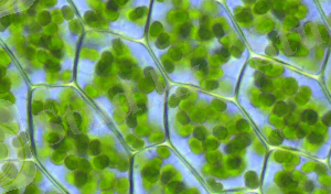 ÐÐ¾ÑÐ¾Ð¶ÐµÐµ Ð¸Ð·Ð¾Ð±ÑÐ°Ð¶ÐµÐ½Ð¸Ðµ