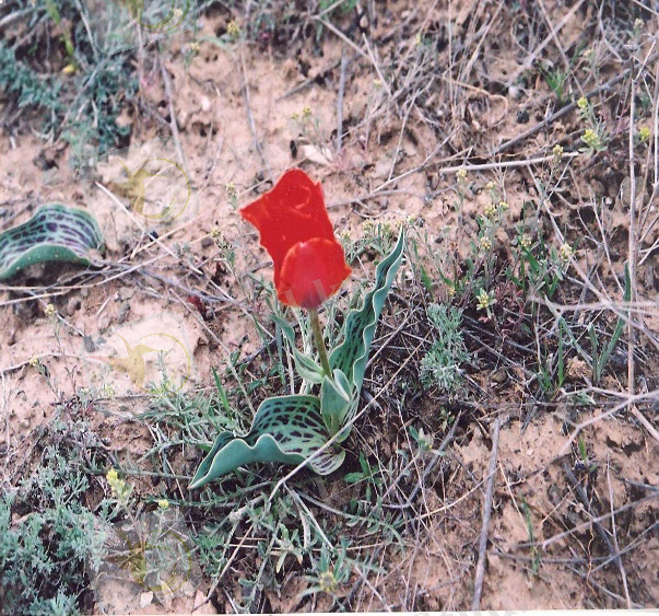 Изображение 002